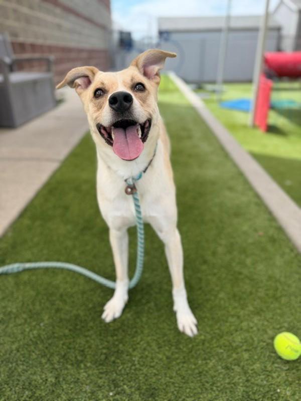 *Carhartt*, Adoptable, Young Male Labrador Retriever.