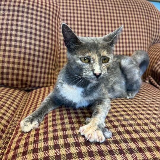 Enlarge Pepper *Sponsored Adoption*, a Adoptable Dilute Tortoiseshell in Driggs, ID image 3/5