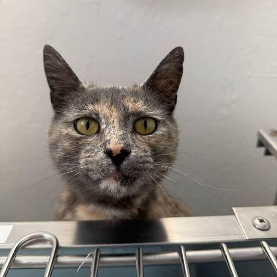 Enlarge Pepper *Sponsored Adoption*, a Adoptable Dilute Tortoiseshell in Driggs, ID image 2/5