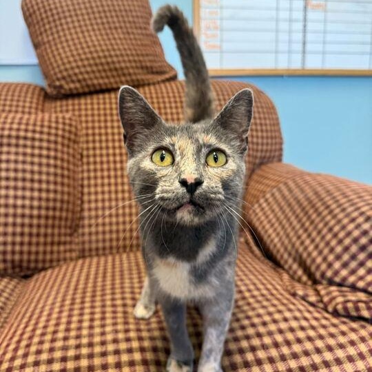 Enlarge Pepper *Sponsored Adoption*, a Adoptable Dilute Tortoiseshell in Driggs, ID image 1/5