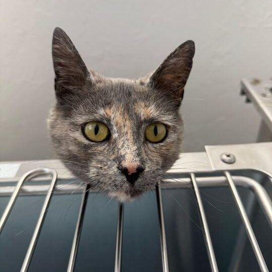 Enlarge Pepper *Sponsored Adoption*, a Adoptable Dilute Tortoiseshell in Driggs, ID image 4/5