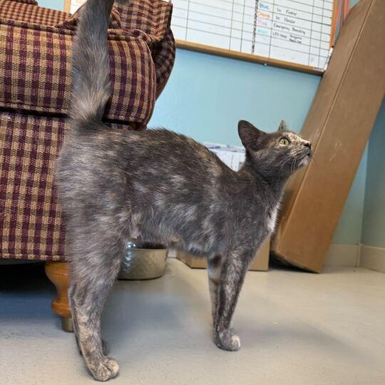 Enlarge Pepper *Sponsored Adoption*, a Adoptable Dilute Tortoiseshell in Driggs, ID image 5/5