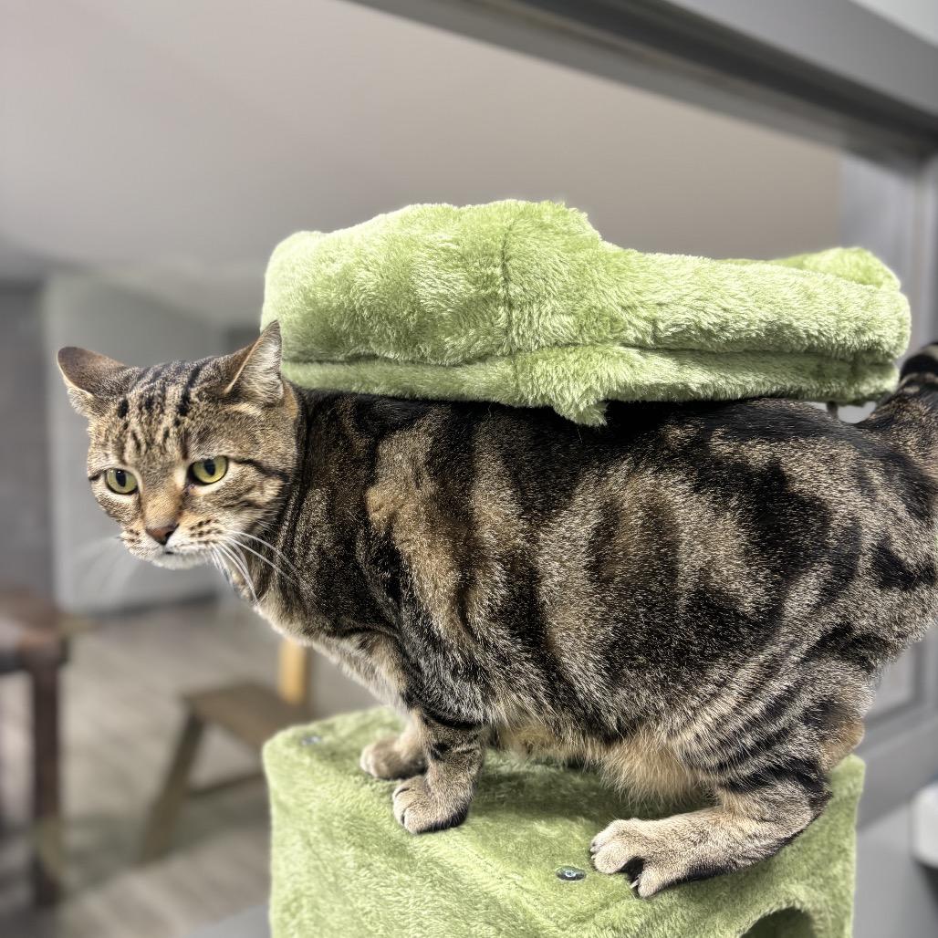 Allie, a Adoptable Domestic Short Hair in Corbin, KY image 1/3