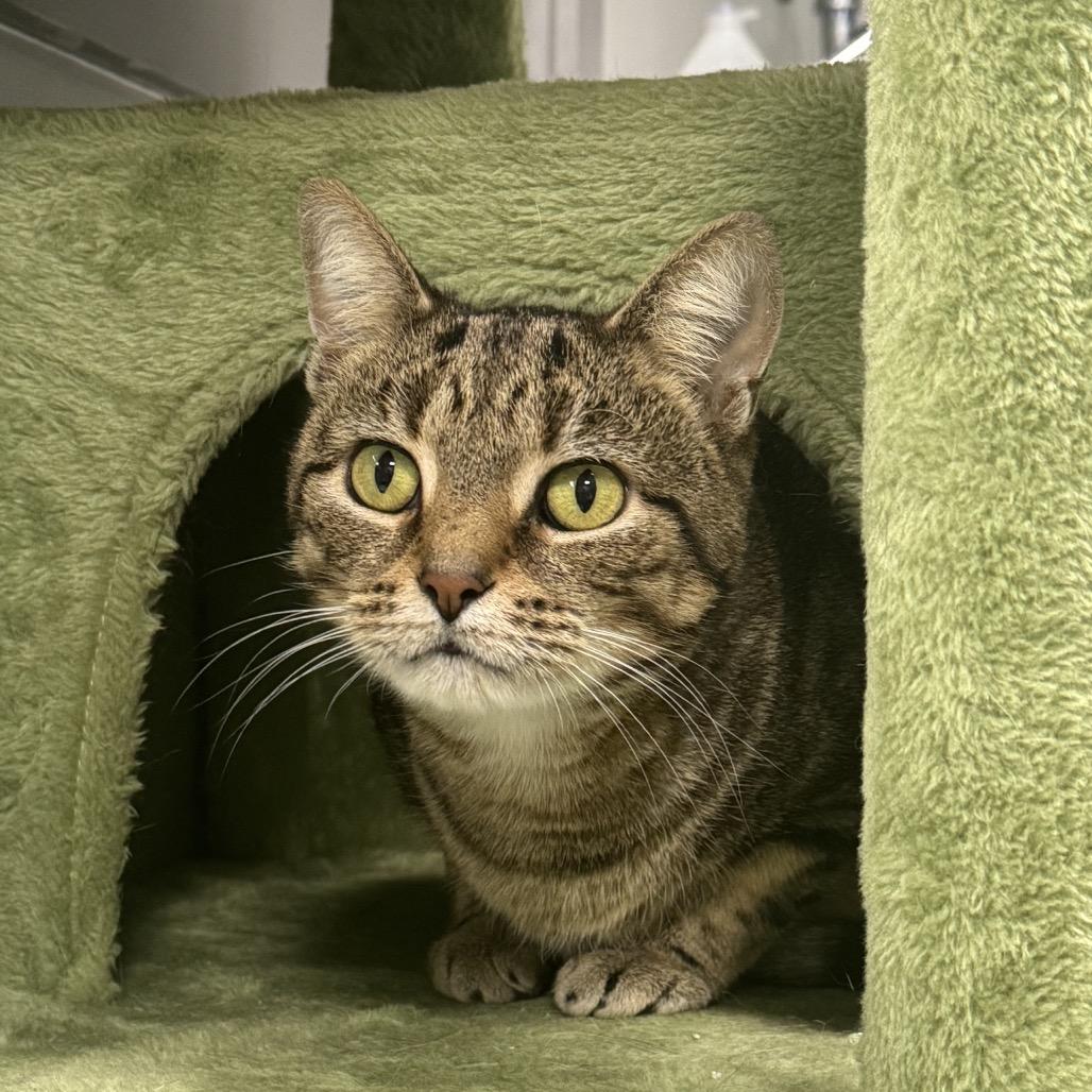 Allie, a Adoptable Domestic Short Hair in Corbin, KY image 2/3