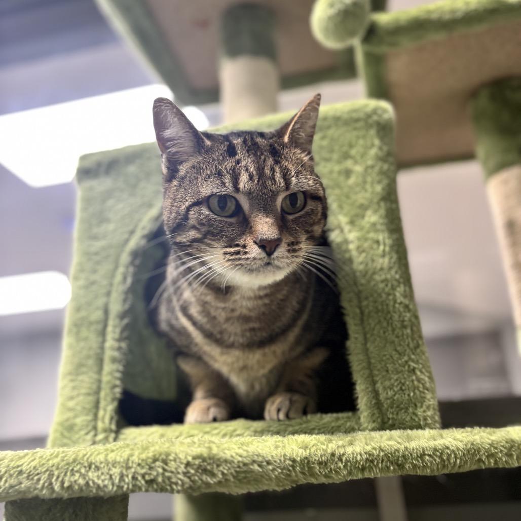 Allie, a Adoptable Domestic Short Hair in Corbin, KY image 3/3