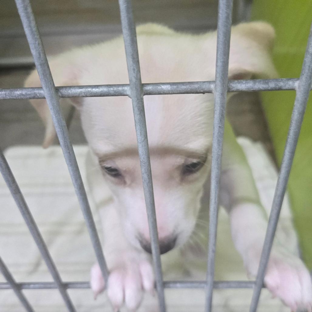 Sunny, Adoptable, Puppy Female Shepherd.