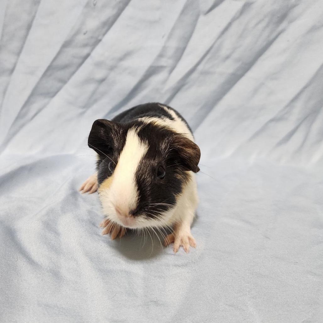 Enlarge Zigzag (bonded with Sprinkles), a Adoptable Guinea Pig in Decatur, GA image 1/1