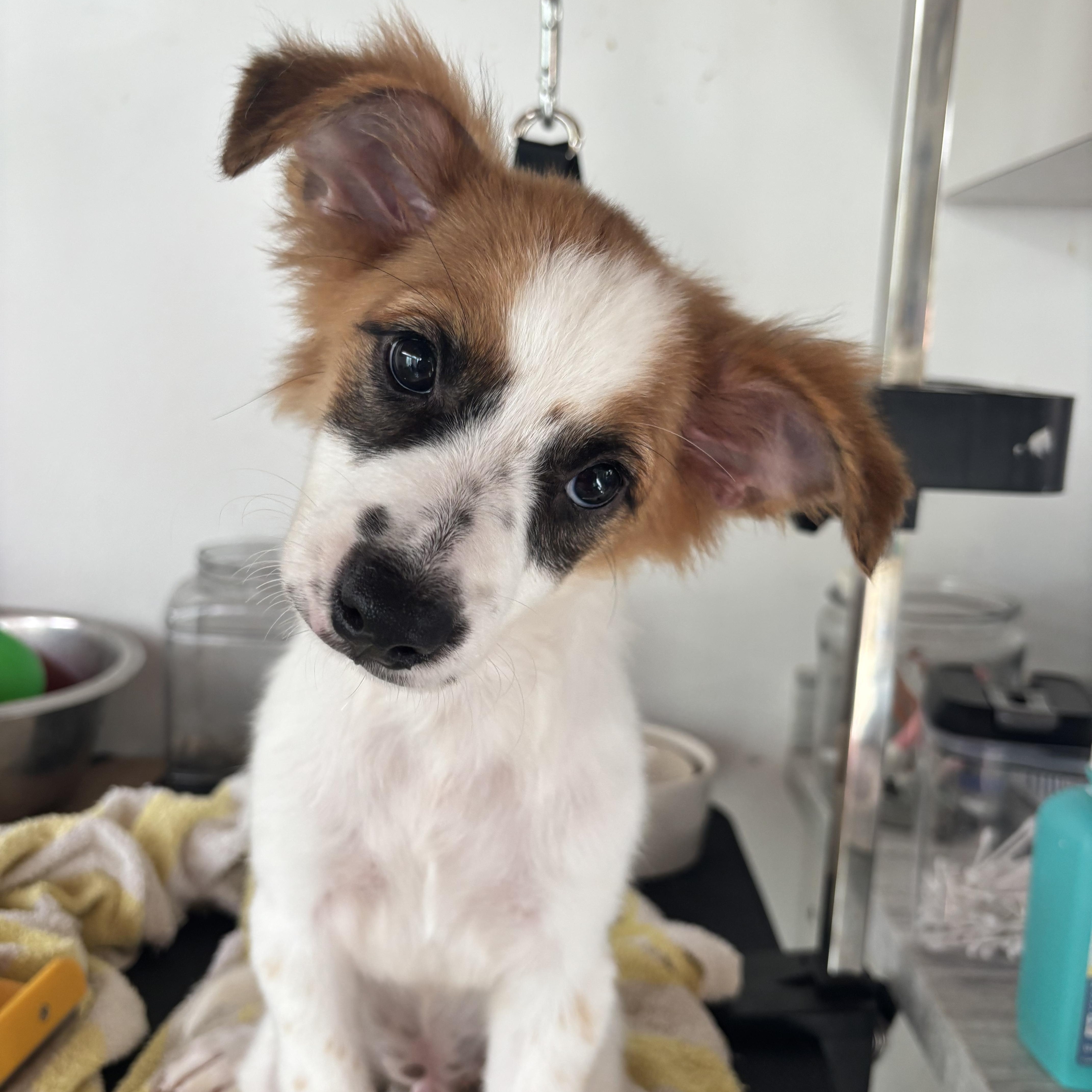 Paxton Pocket, Baby Male Pomeranian