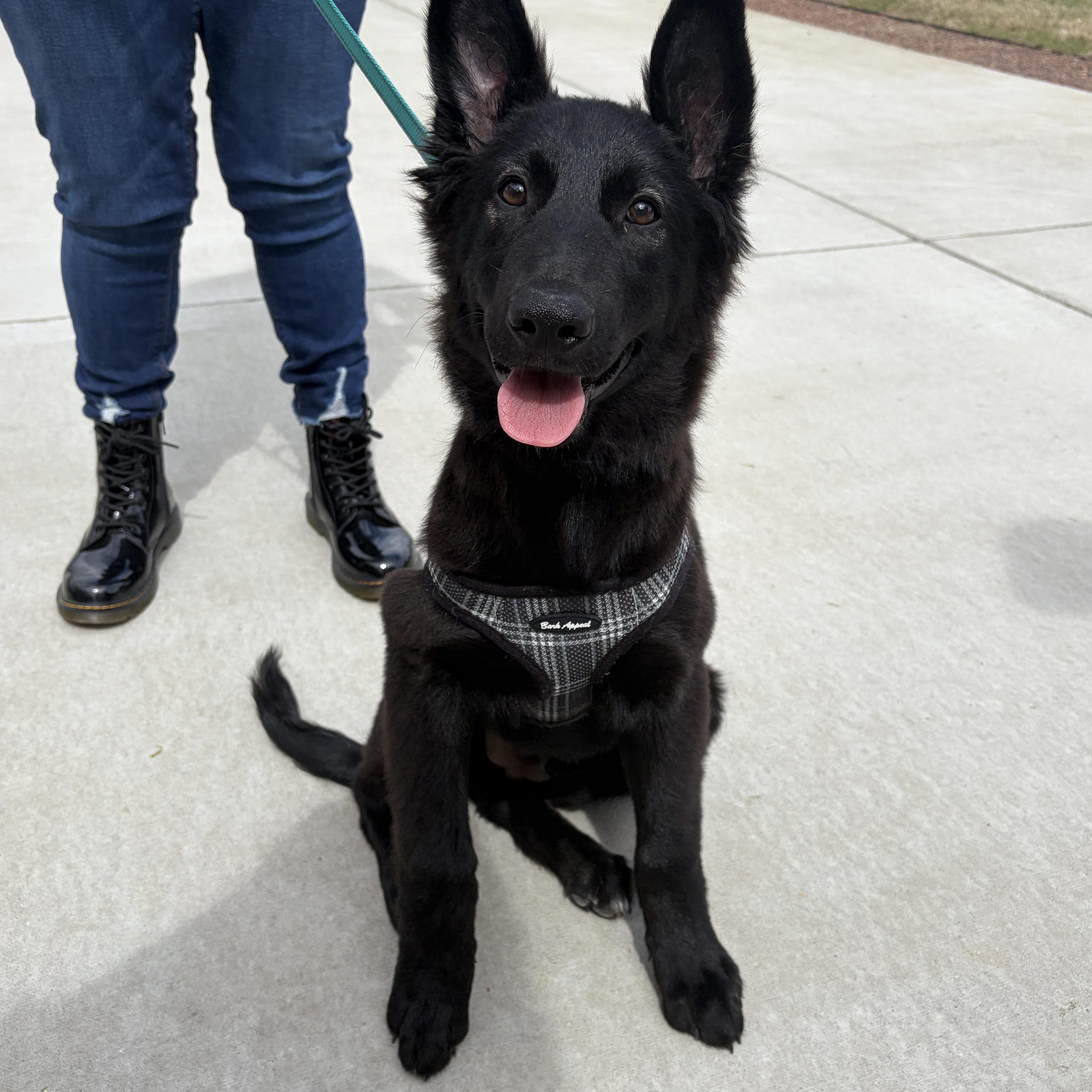 Enlarge Ace, an adopted mixed breed in Lumberton, NC image 6/6