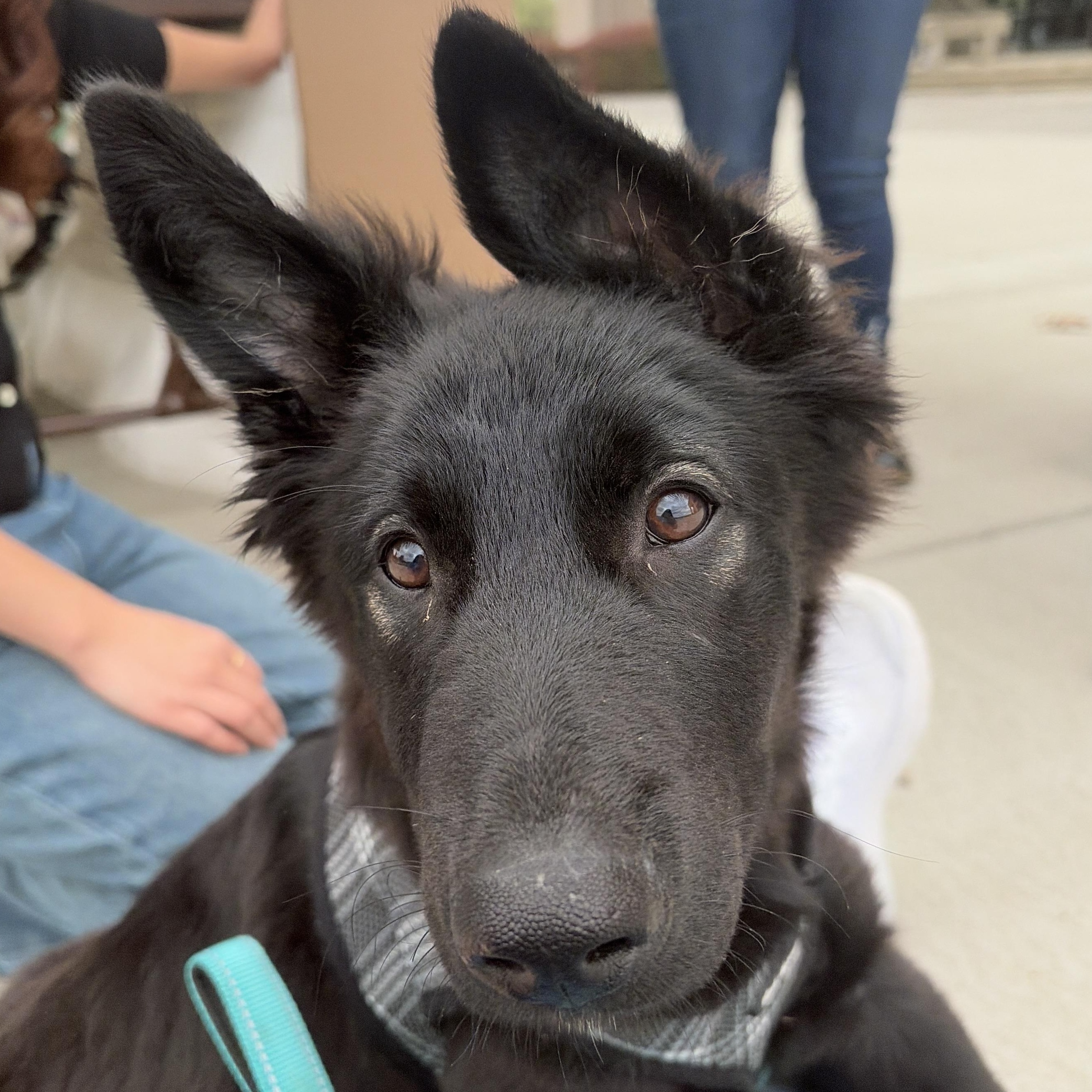 Ace, adopted, Puppy Male Shepherd.