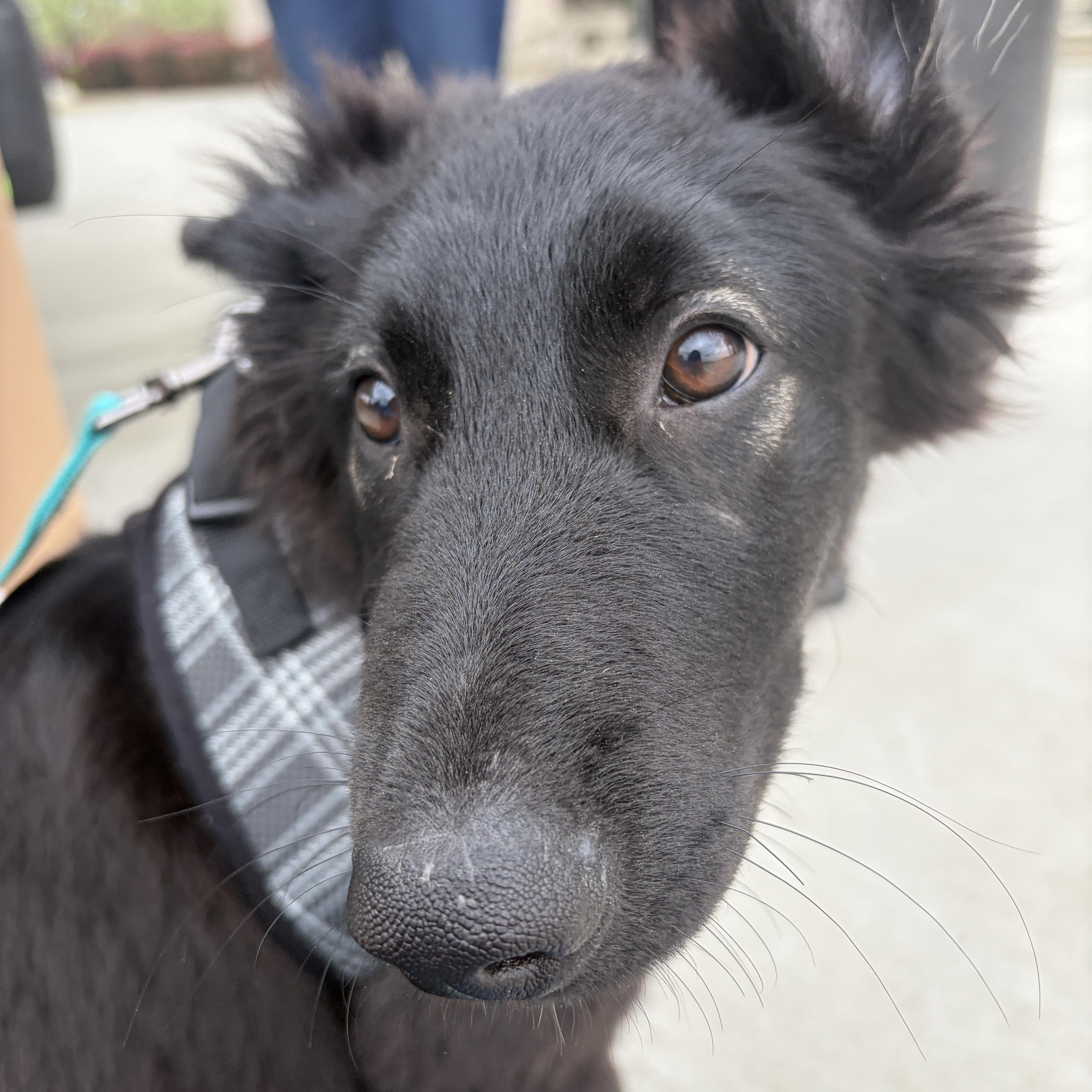 Enlarge Ace, an adopted mixed breed in Lumberton, NC image 2/6