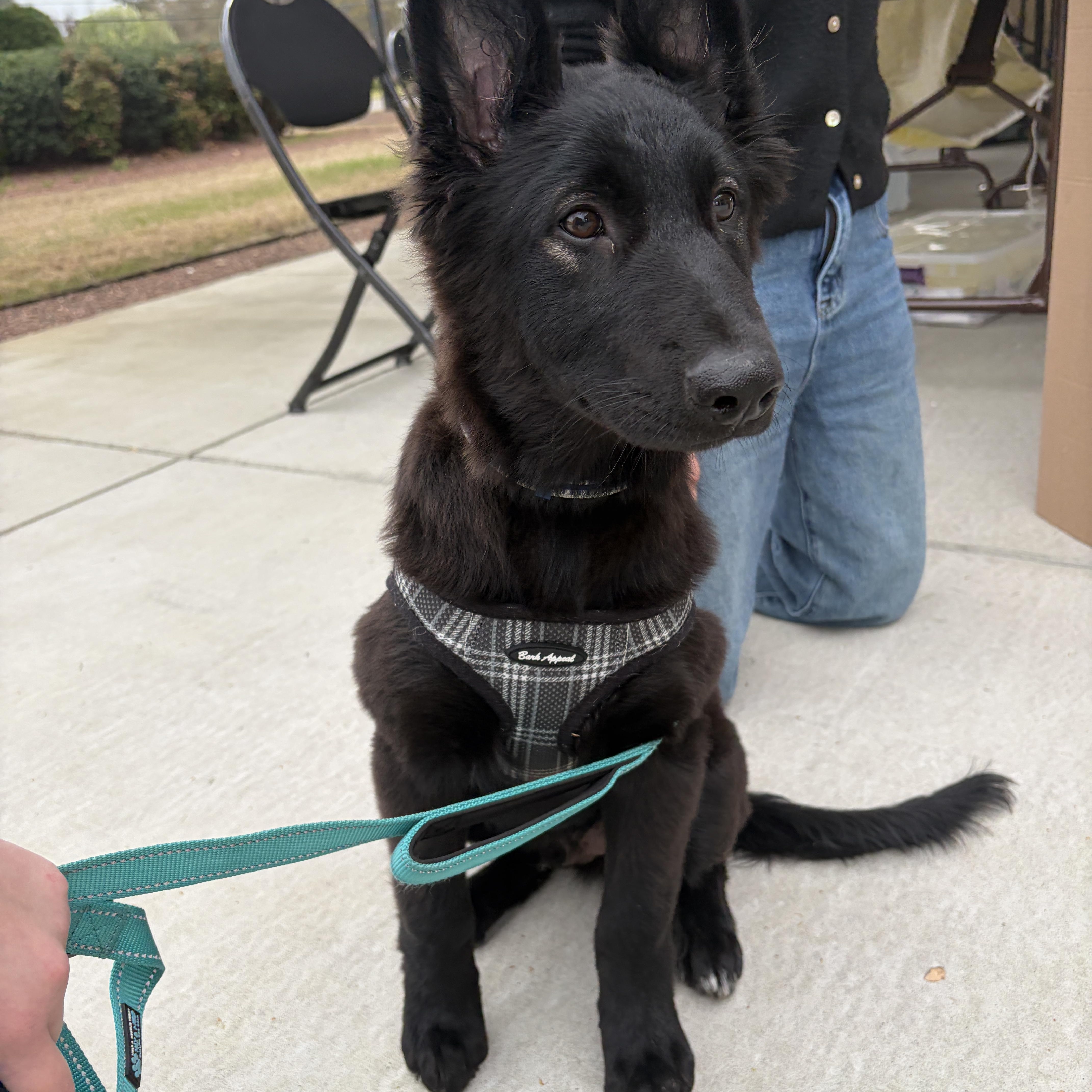 Enlarge Ace, an adopted mixed breed in Lumberton, NC image 5/6