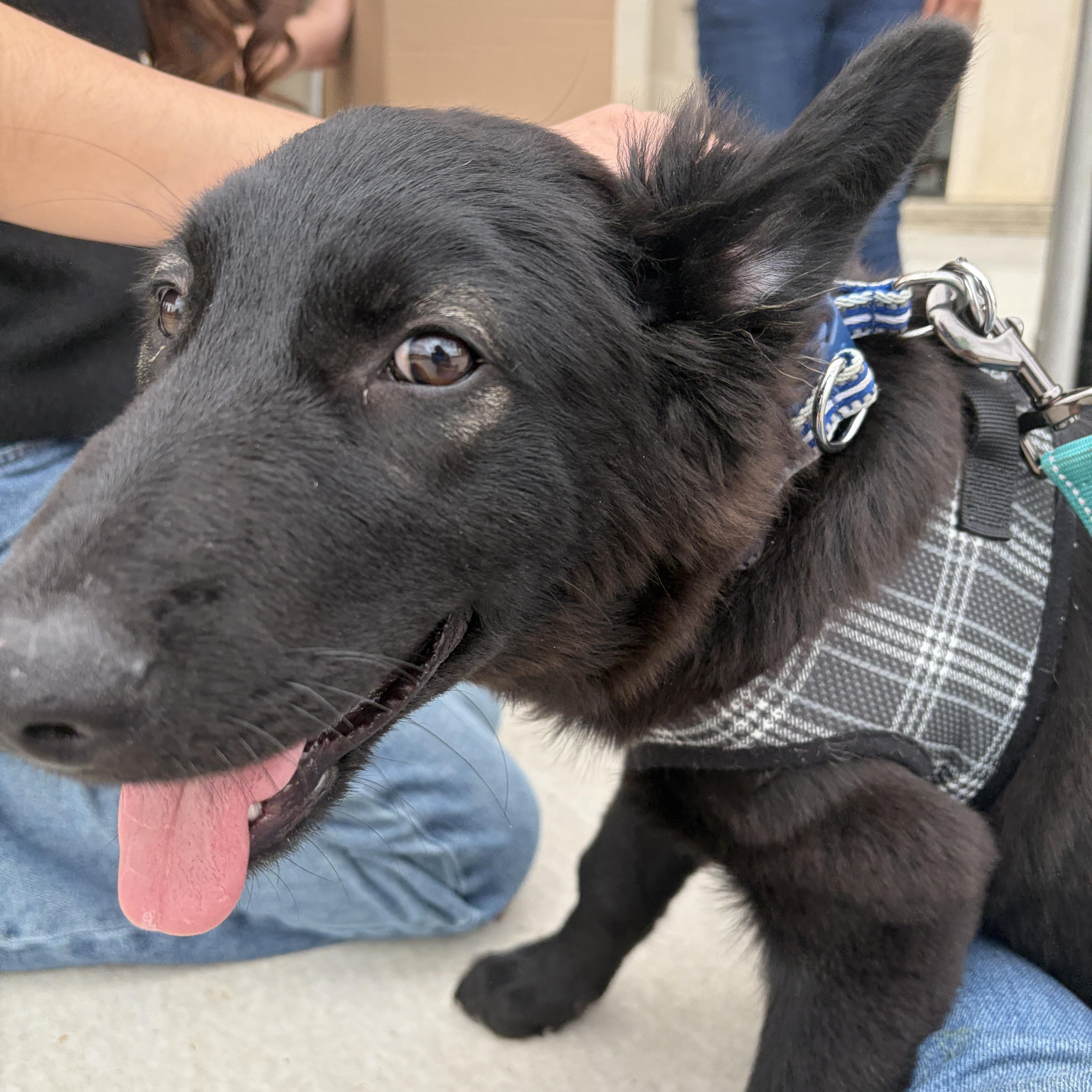 Enlarge Ace, an adopted mixed breed in Lumberton, NC image 4/6
