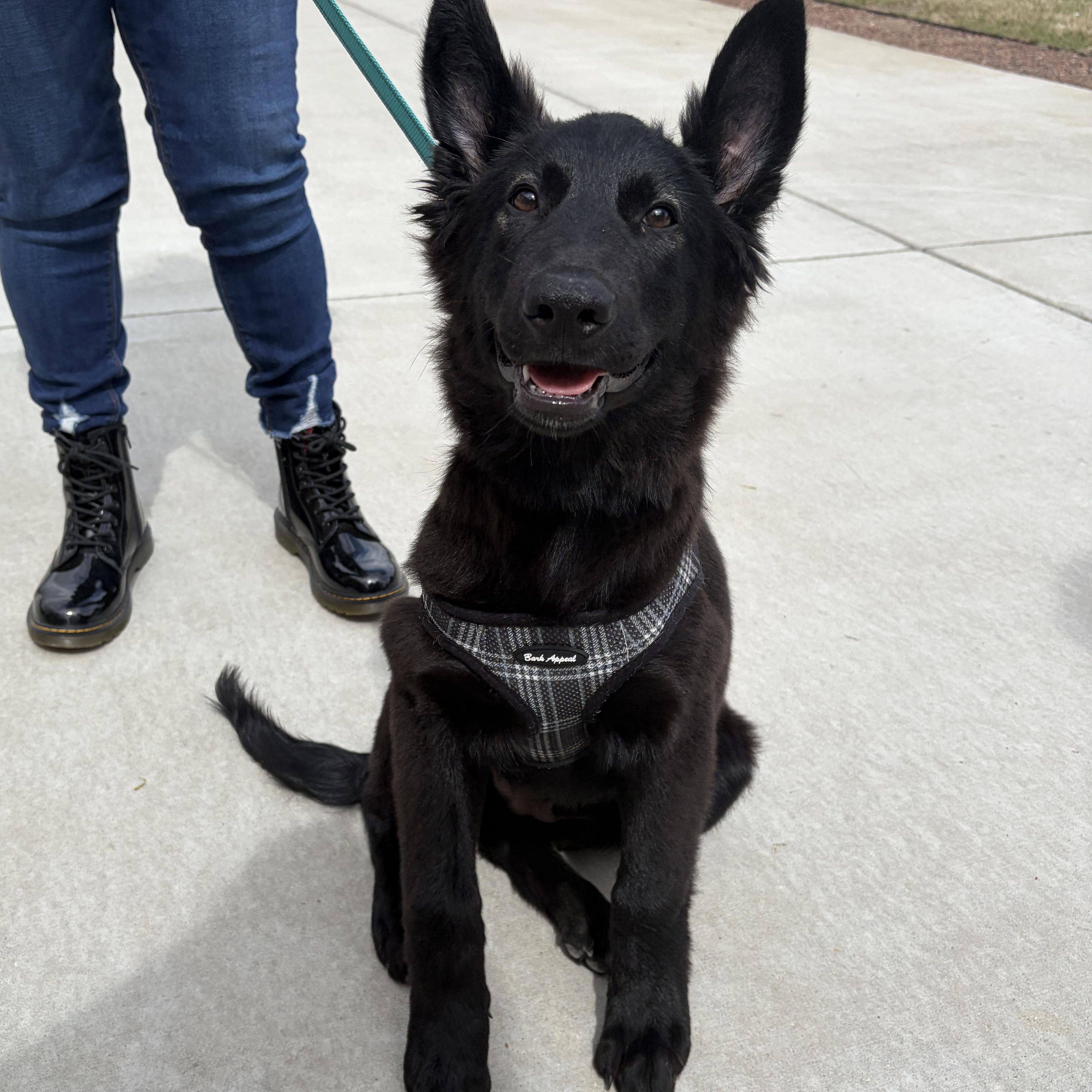 Enlarge Ace, an adopted mixed breed in Lumberton, NC image 3/6