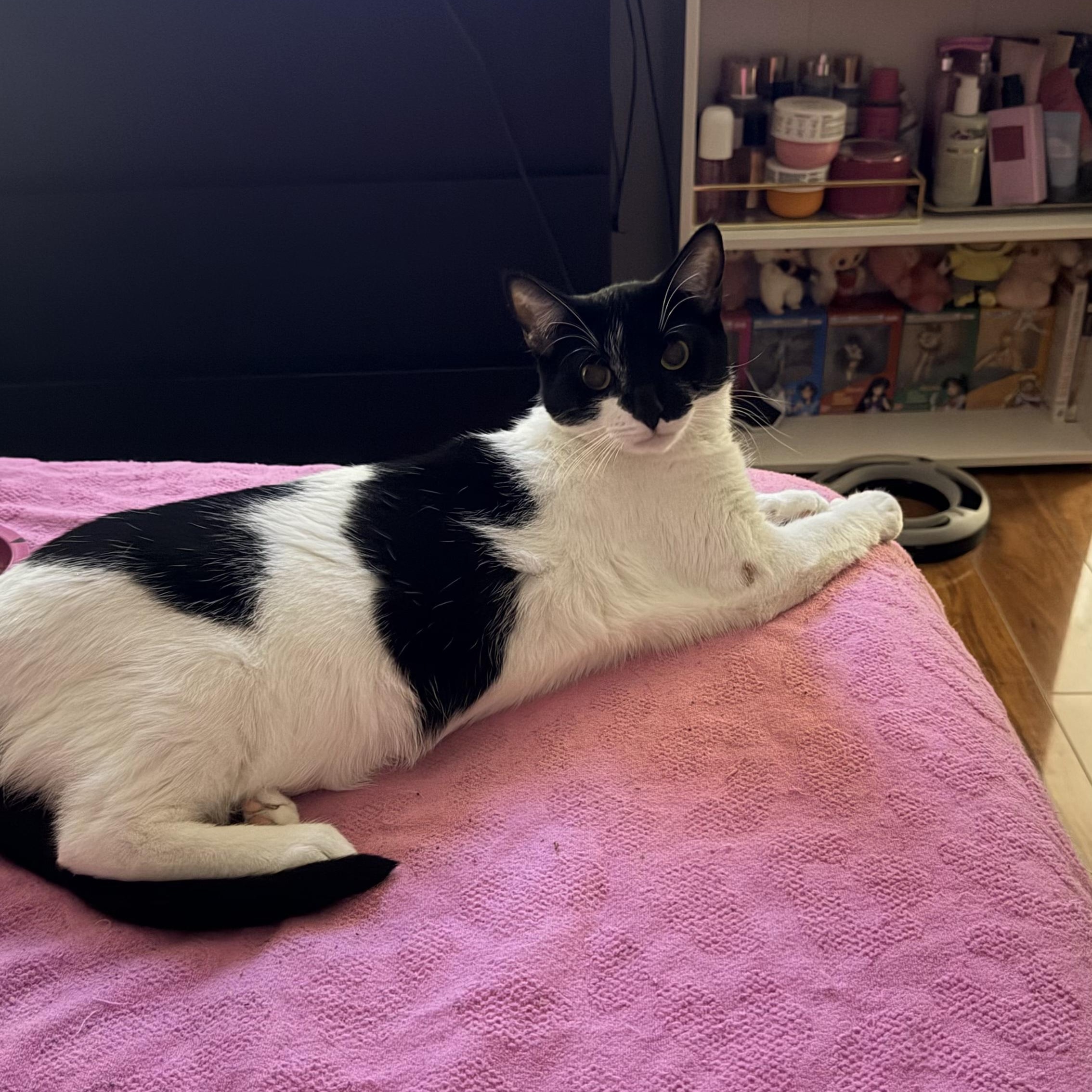 Hope, a ADOPTABLE Tuxedo in Boston, MA image 2/5