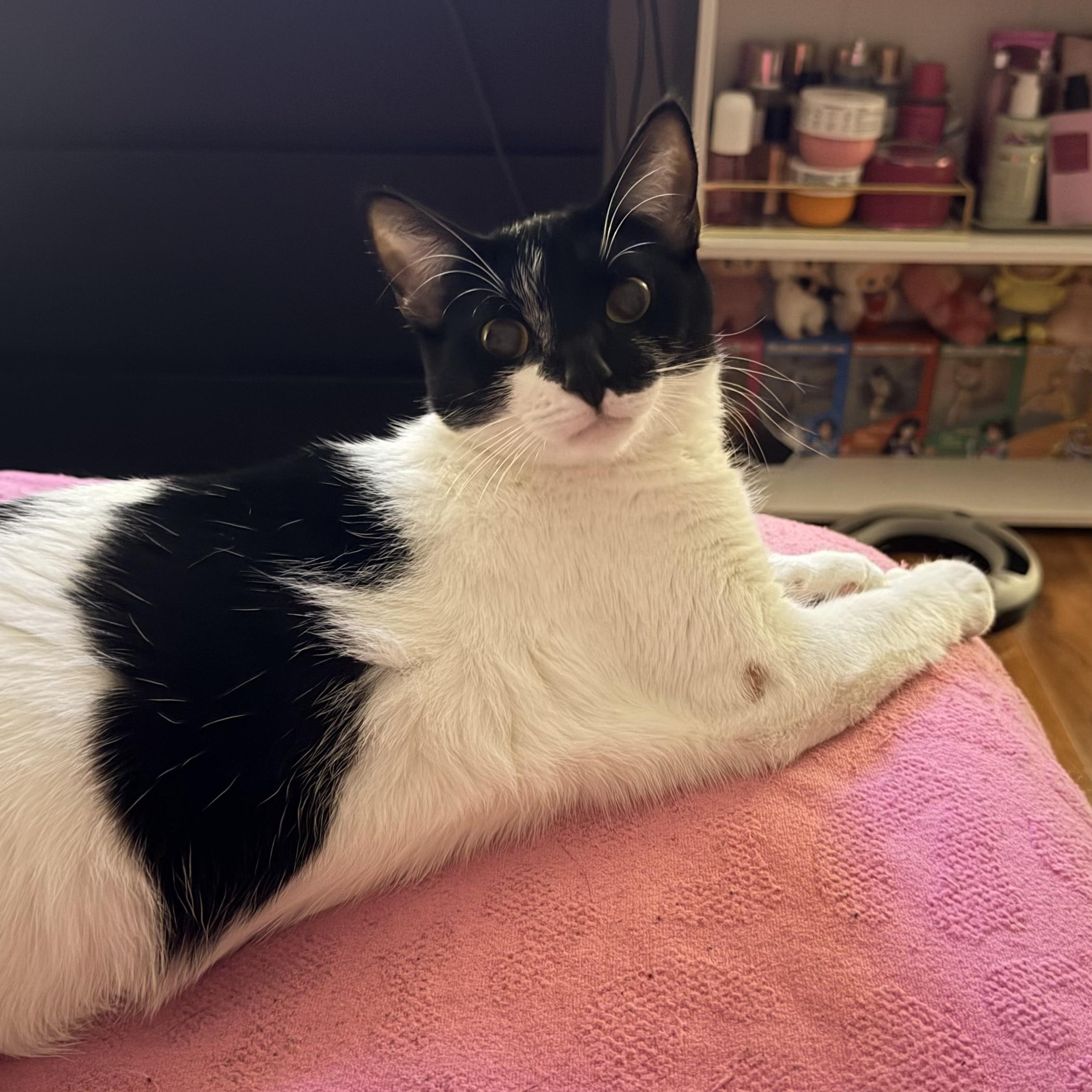 Hope, a ADOPTABLE Tuxedo in Boston, MA image 3/5