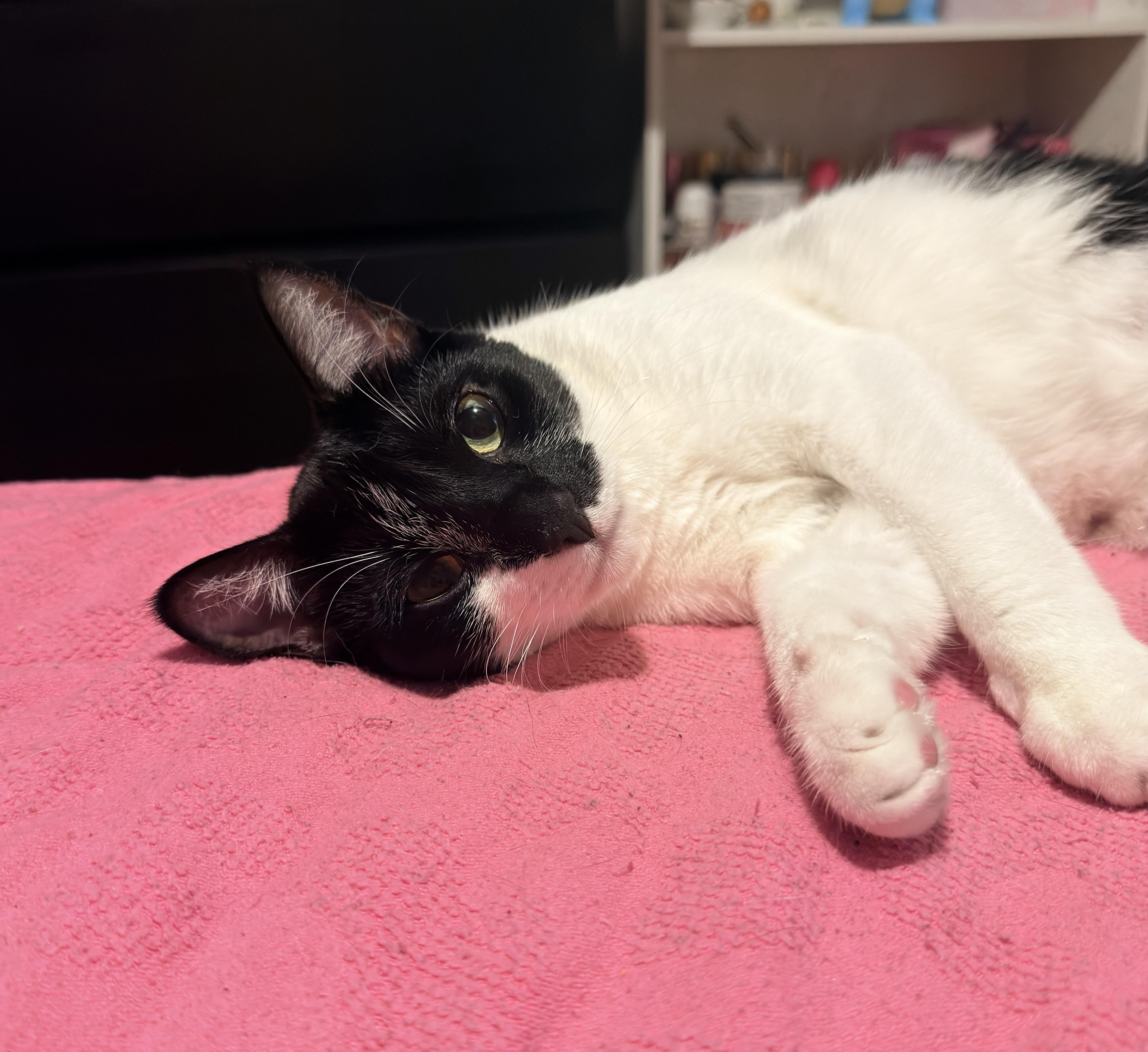 Enlarge Hope, a ADOPTABLE Tuxedo in Boston, MA image 1/6