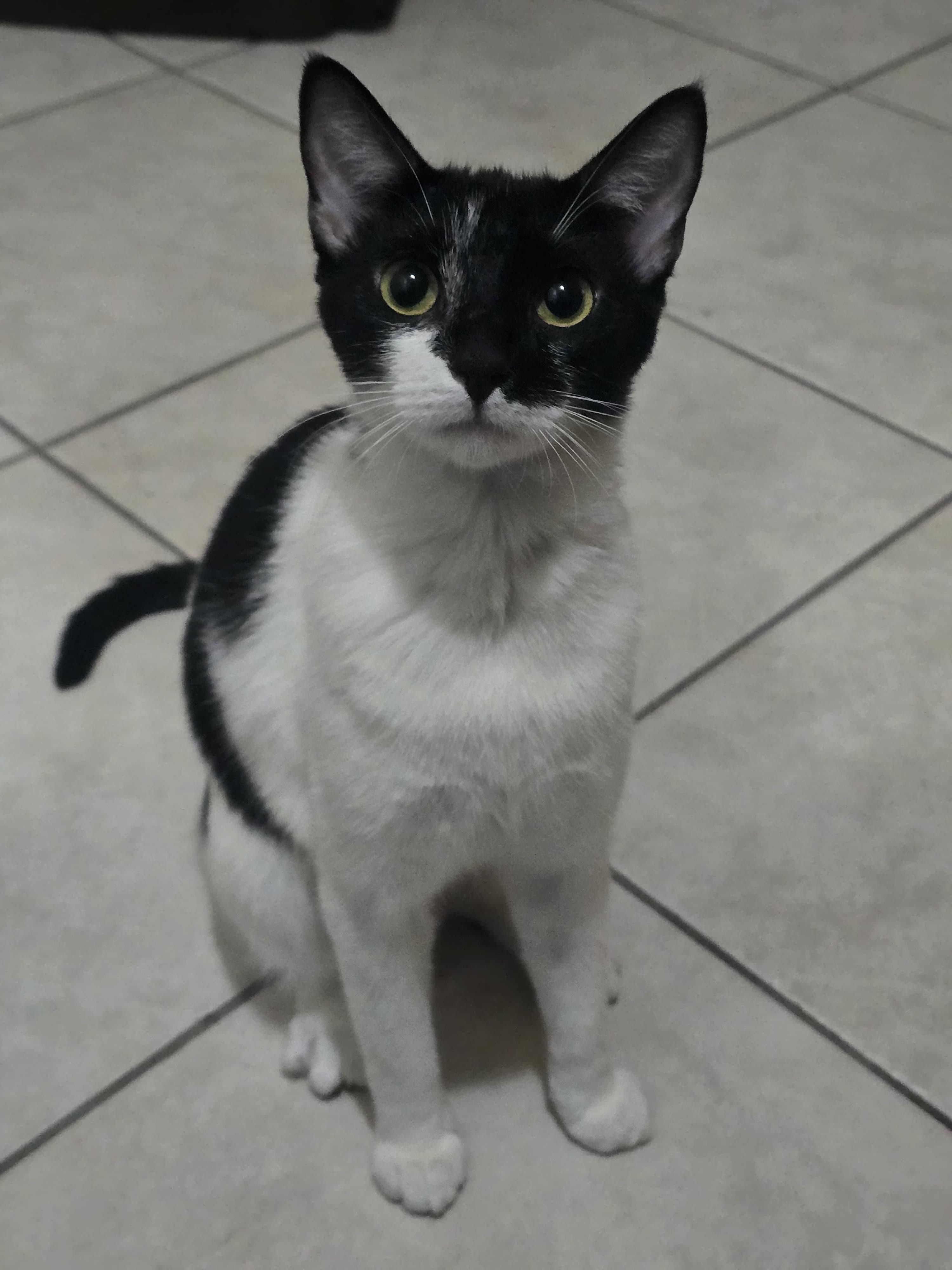 Hope, a ADOPTABLE Tuxedo in Boston, MA image 1/3