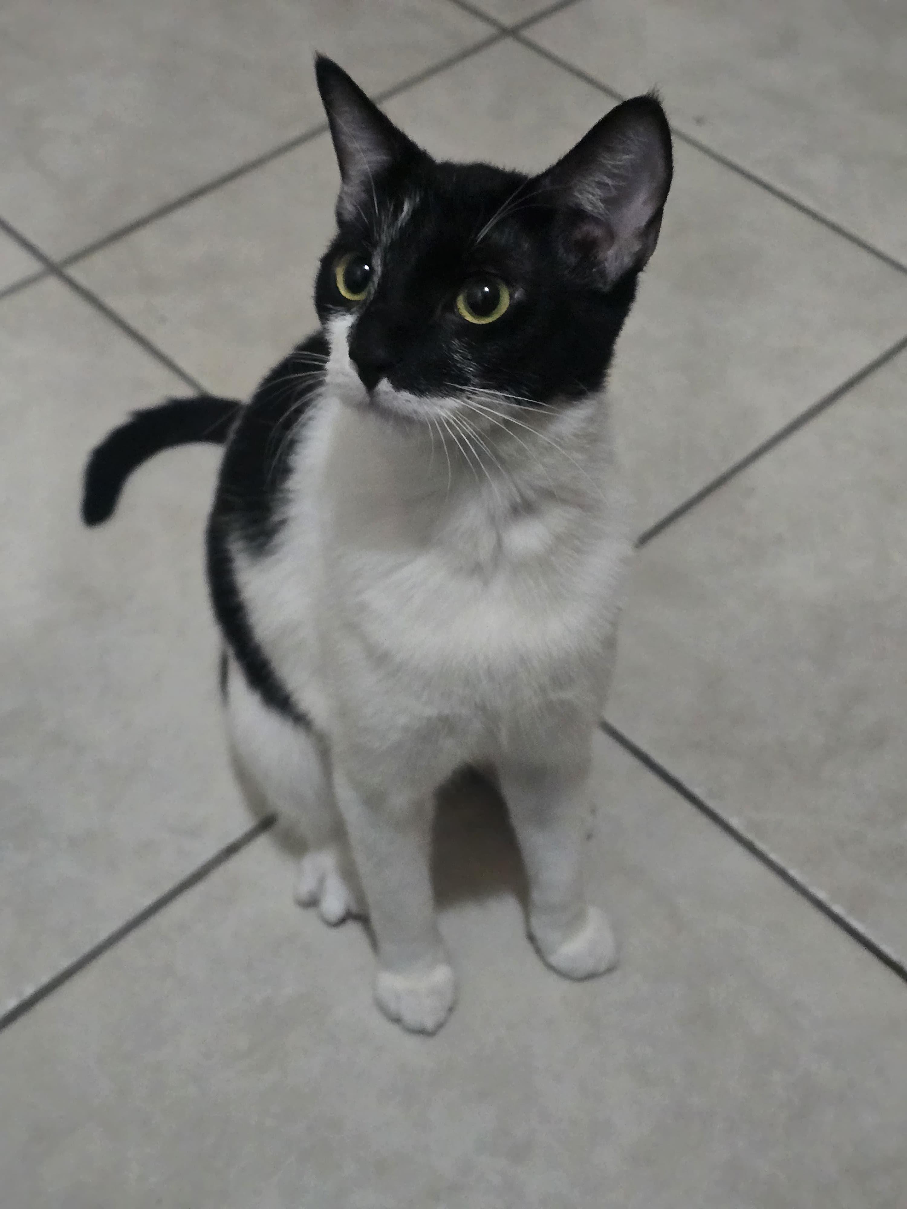 Hope, a ADOPTABLE Tuxedo in Boston, MA image 3/3