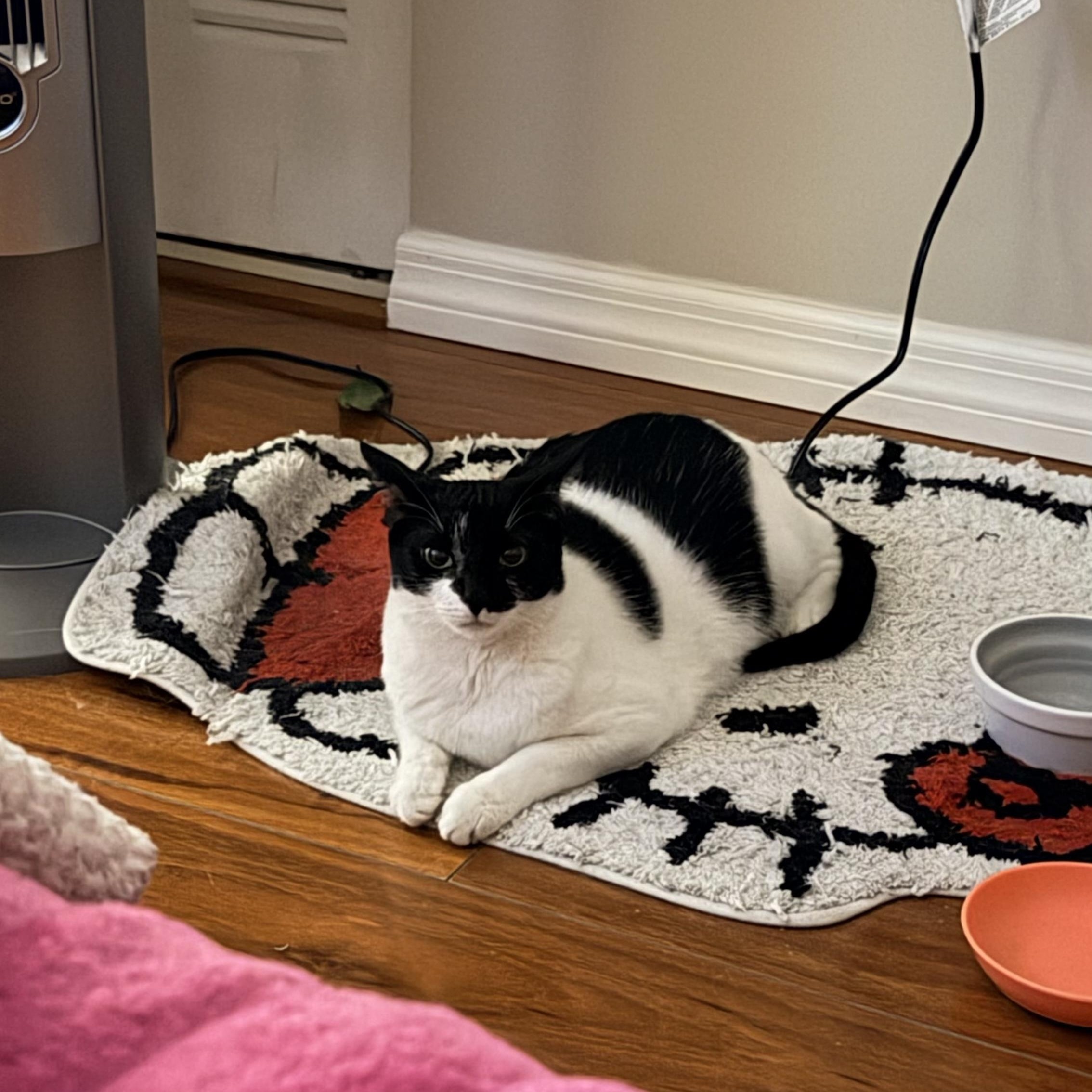 Hope, a ADOPTABLE Tuxedo in Boston, MA image 4/5