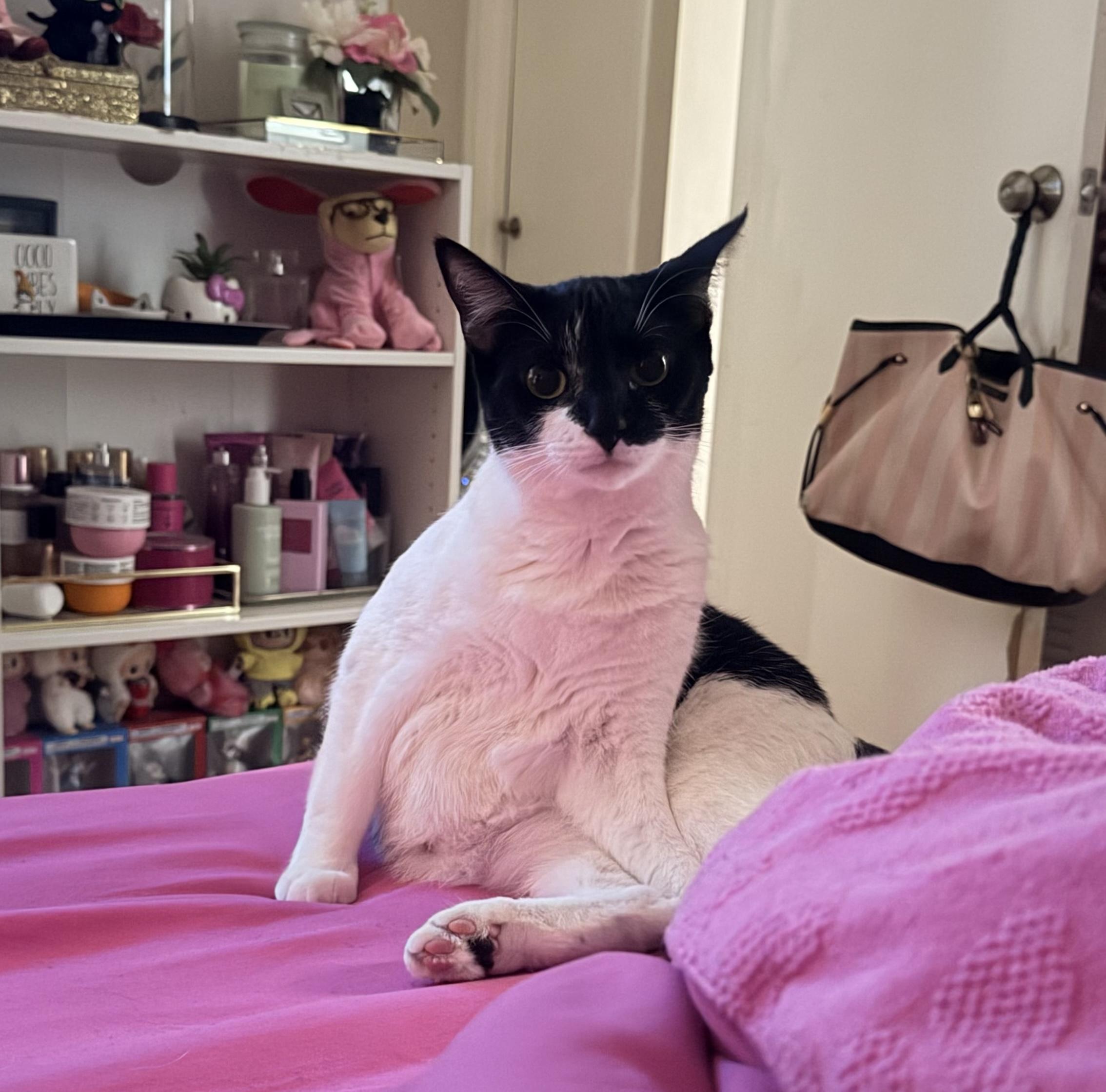 Hope, a ADOPTABLE Tuxedo in Boston, MA image 1/5