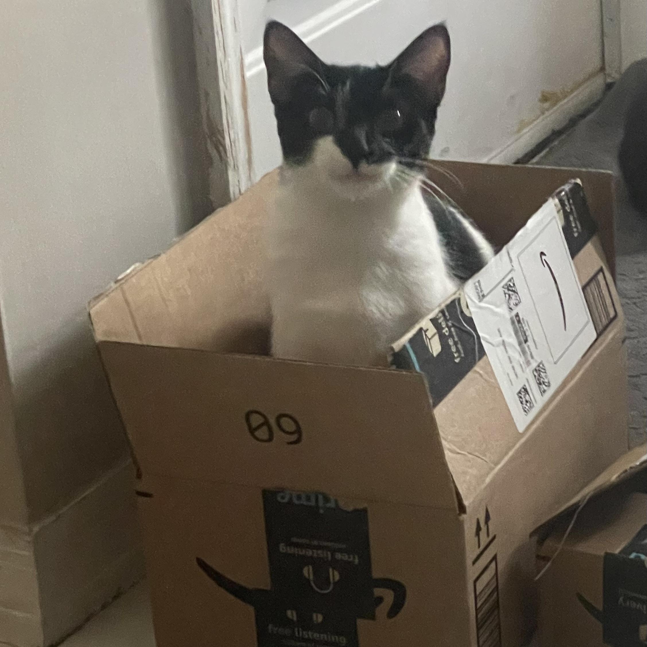 Hope, a ADOPTABLE Tuxedo in Boston, MA image 2/3
