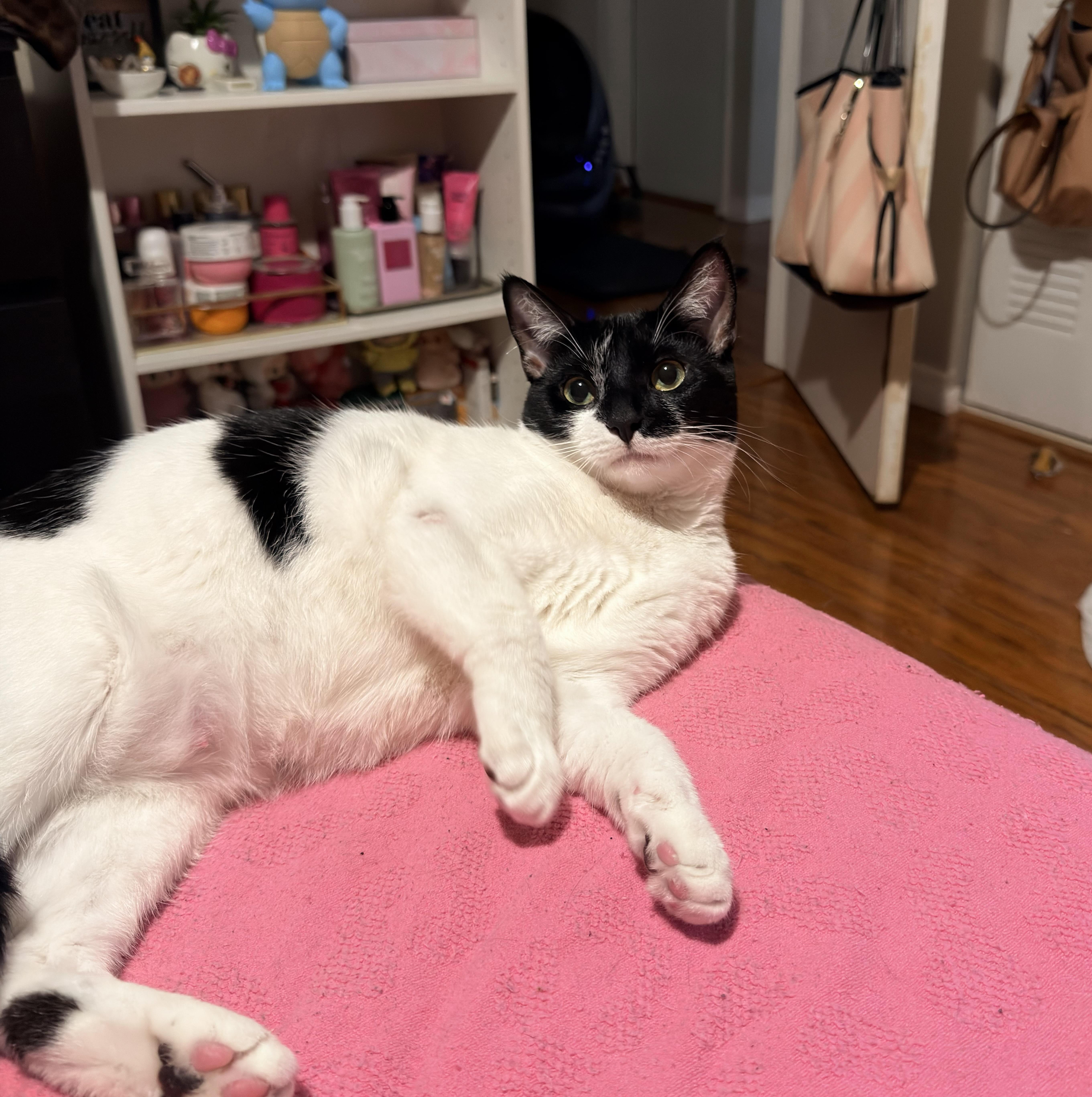 Enlarge Hope, a ADOPTABLE Tuxedo in Boston, MA image 6/6