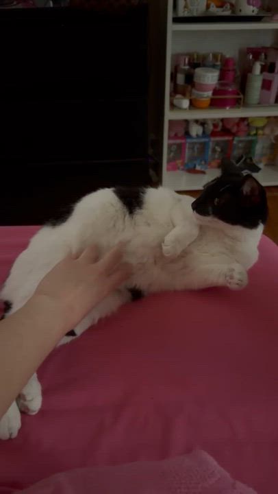 Enlarge Hope, a ADOPTABLE Tuxedo in Boston, MA video 5/5
