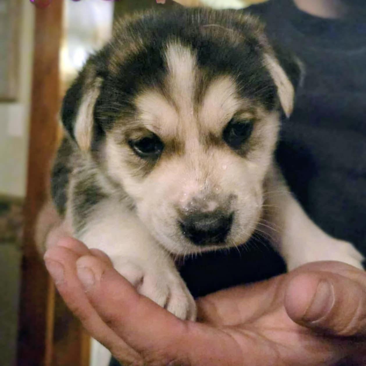 Calliope (20251010-01)