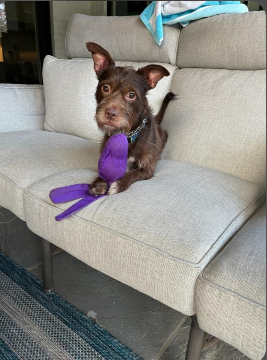 Gizmo, a ADOPTABLE mixed breed in Greenville, SC image 3/4