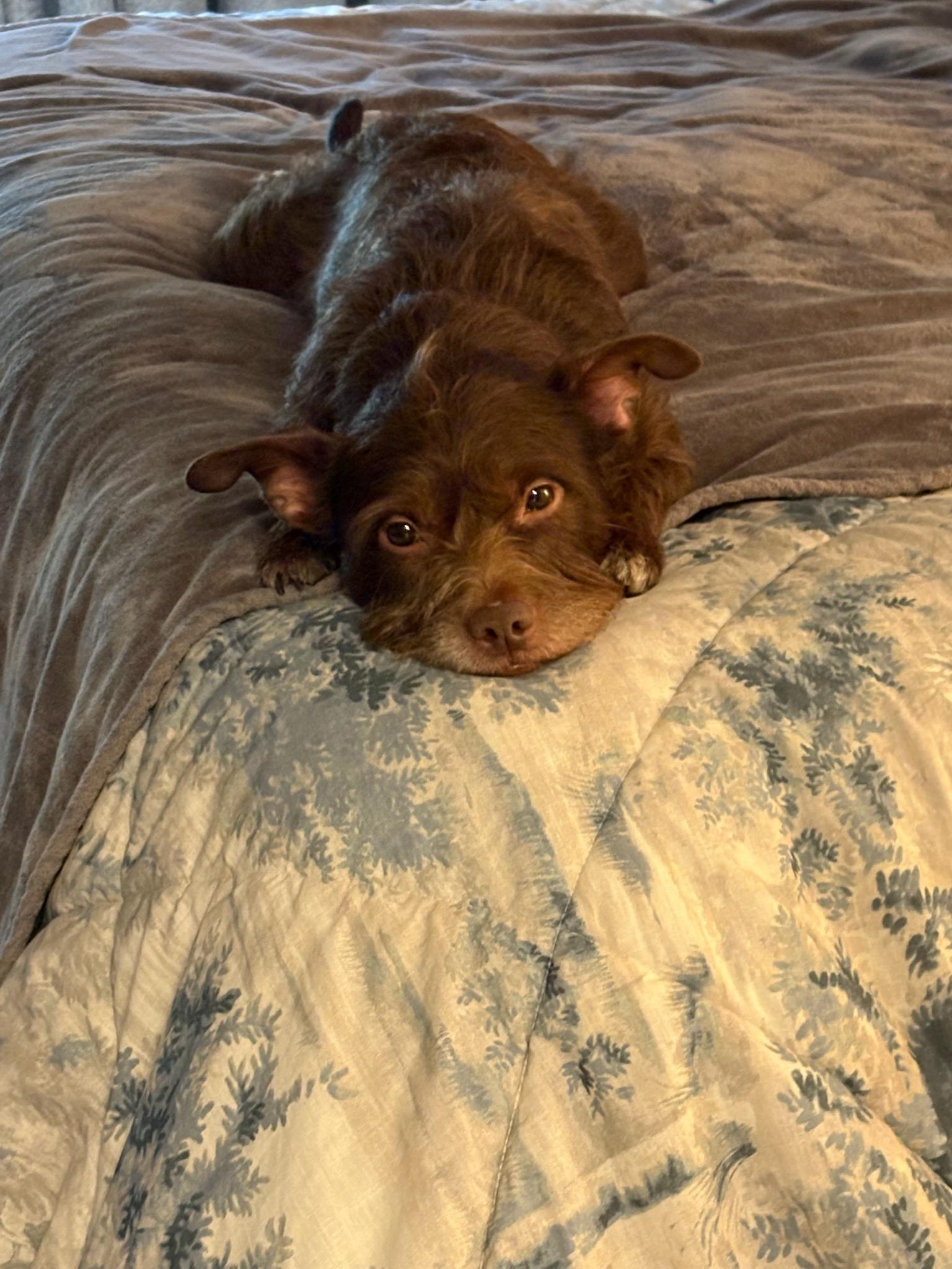 Gizmo, a ADOPTABLE mixed breed in Greenville, SC image 2/4