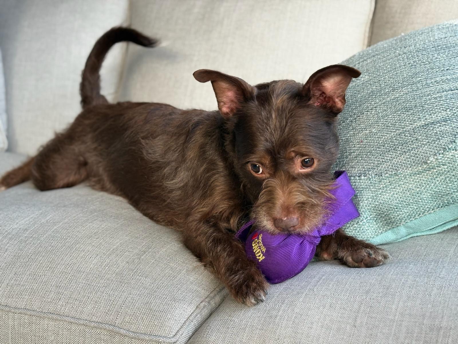 Gizmo, a ADOPTABLE mixed breed in Greenville, SC image 1/4