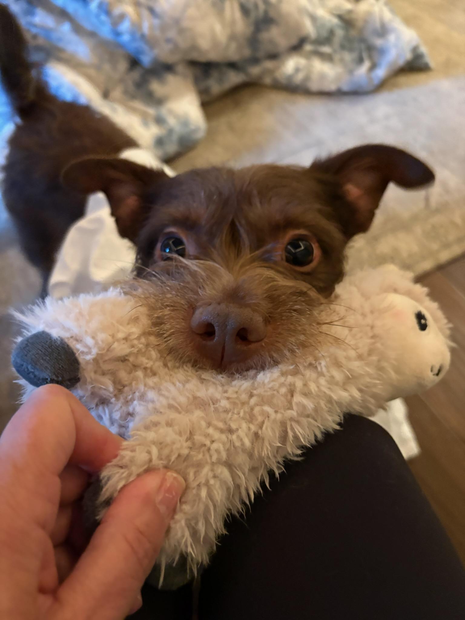 Gizmo, a ADOPTABLE mixed breed in Greenville, SC image 4/4