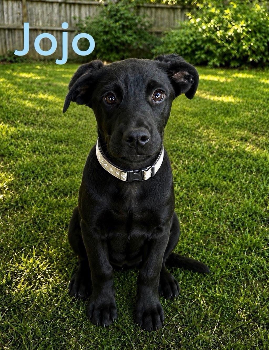 Jojo, Adoptable, Young Male Labrador Retriever.