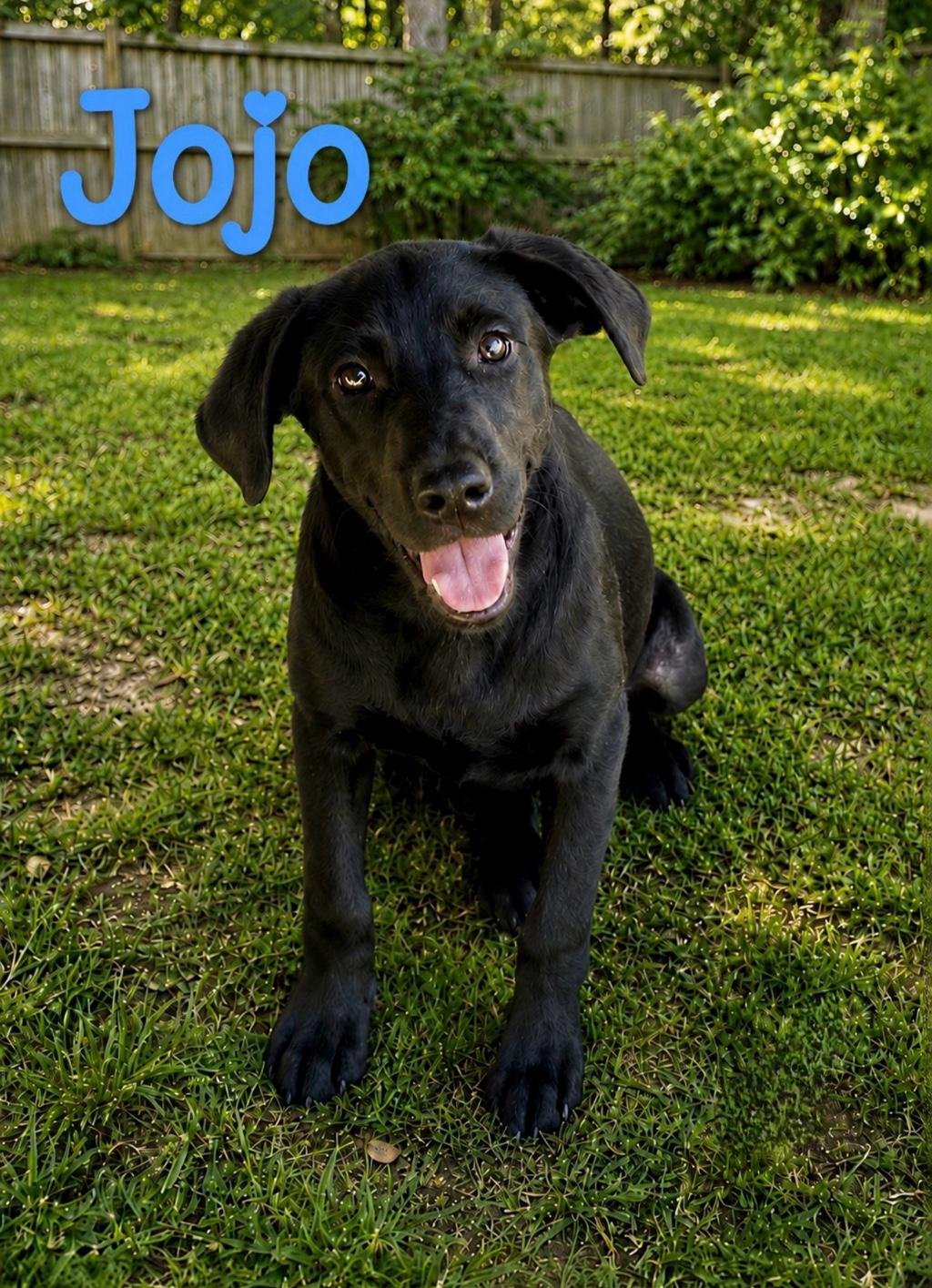 Enlarge Jojo, a Adoptable mixed breed in Toms River, NJ image 2/2