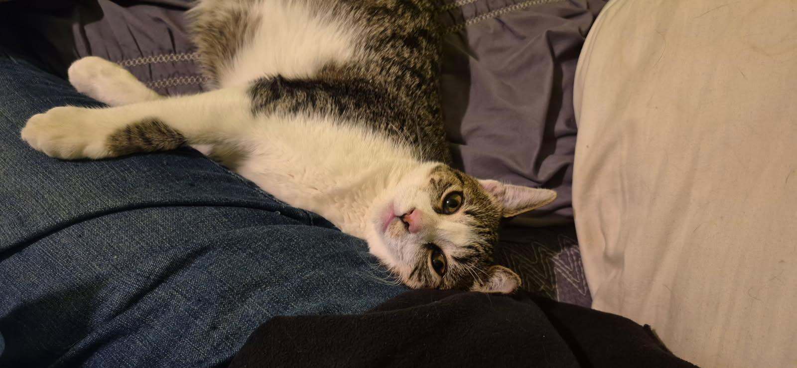 Enlarge Amelia, an adopted Domestic Short Hair in Heath, OH image 6/6