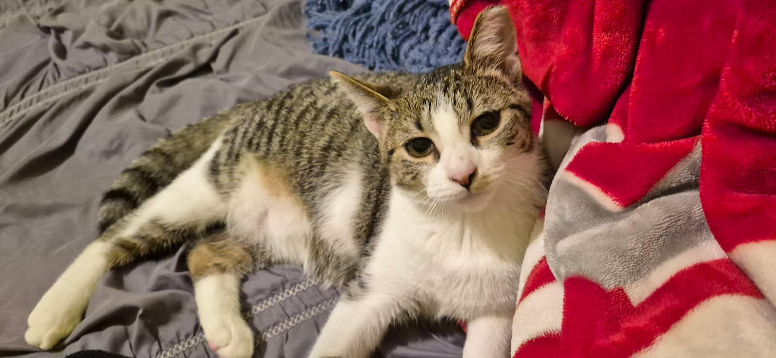 Enlarge Amelia, an adopted Domestic Short Hair in Heath, OH image 2/6