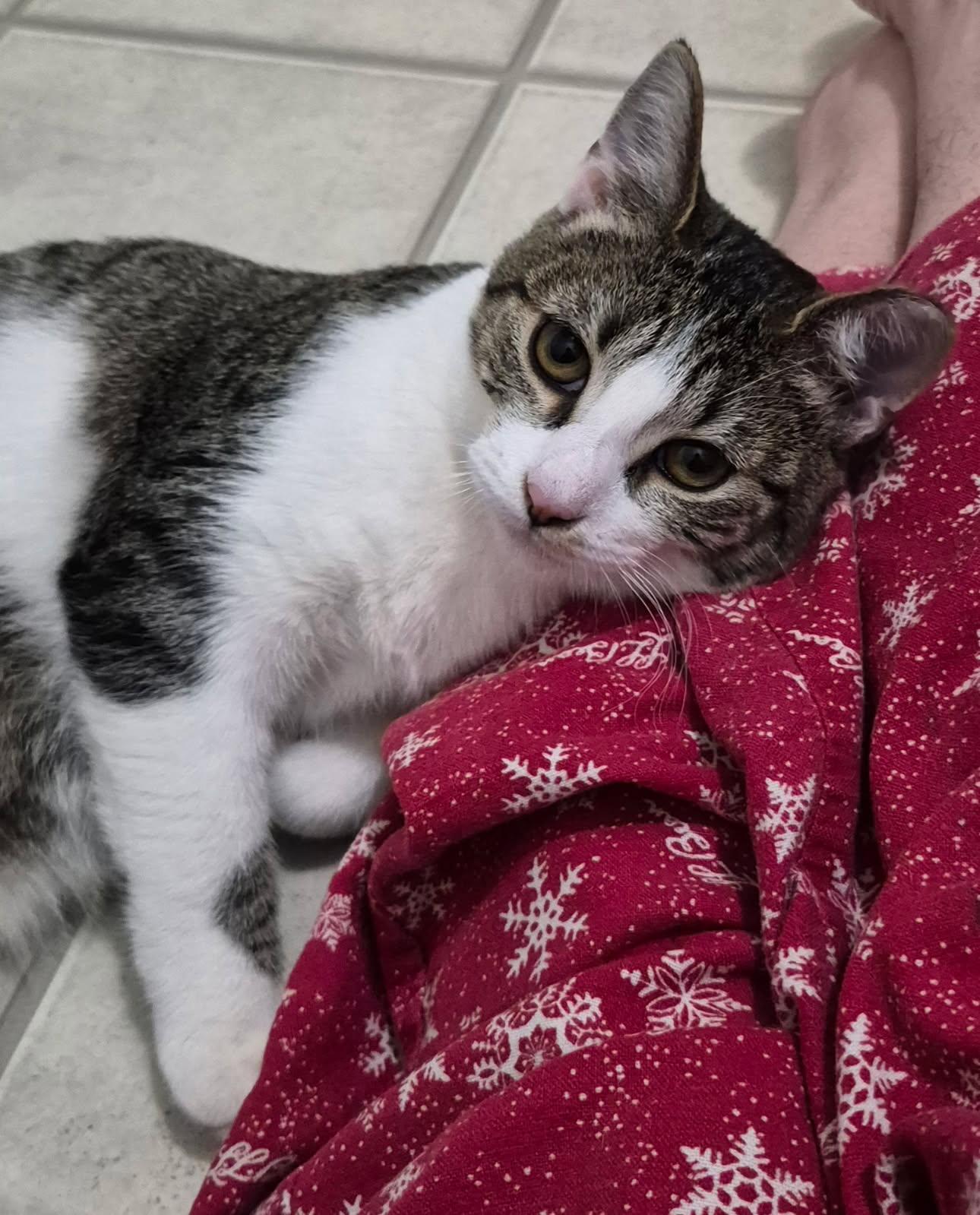 Amelia, adopted, Kitten Female Domestic Short Hair.