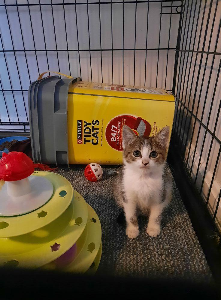 Enlarge Amelia, an adopted Domestic Short Hair in Heath, OH image 4/6