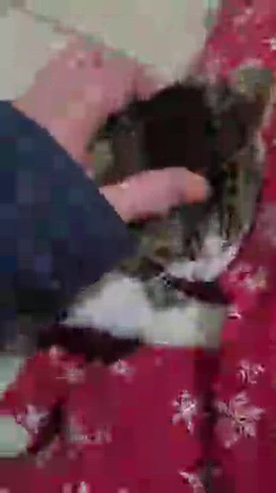 Enlarge Amelia, an adopted Domestic Short Hair in Heath, OH video 5/6