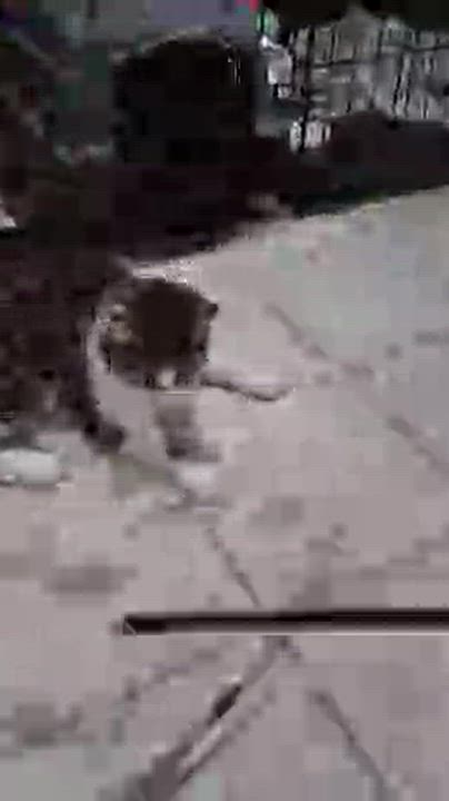 Enlarge Amelia, an adopted Domestic Short Hair in Heath, OH video 3/6