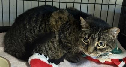 Striper, Adoptable, Adult Female Domestic Short Hair & Domestic Short Hair.