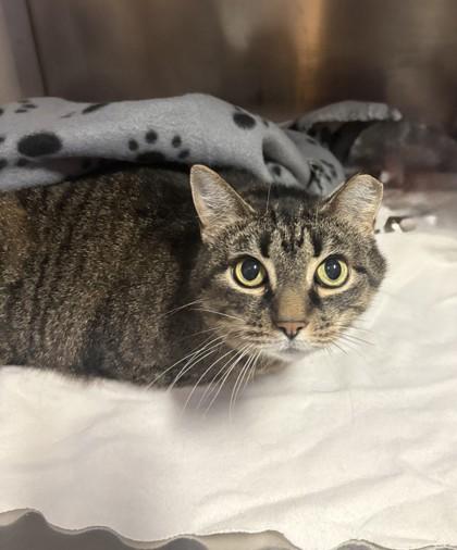 Enlarge Striper, a Adoptable Domestic Short Hair in West Chester, PA image 2/2