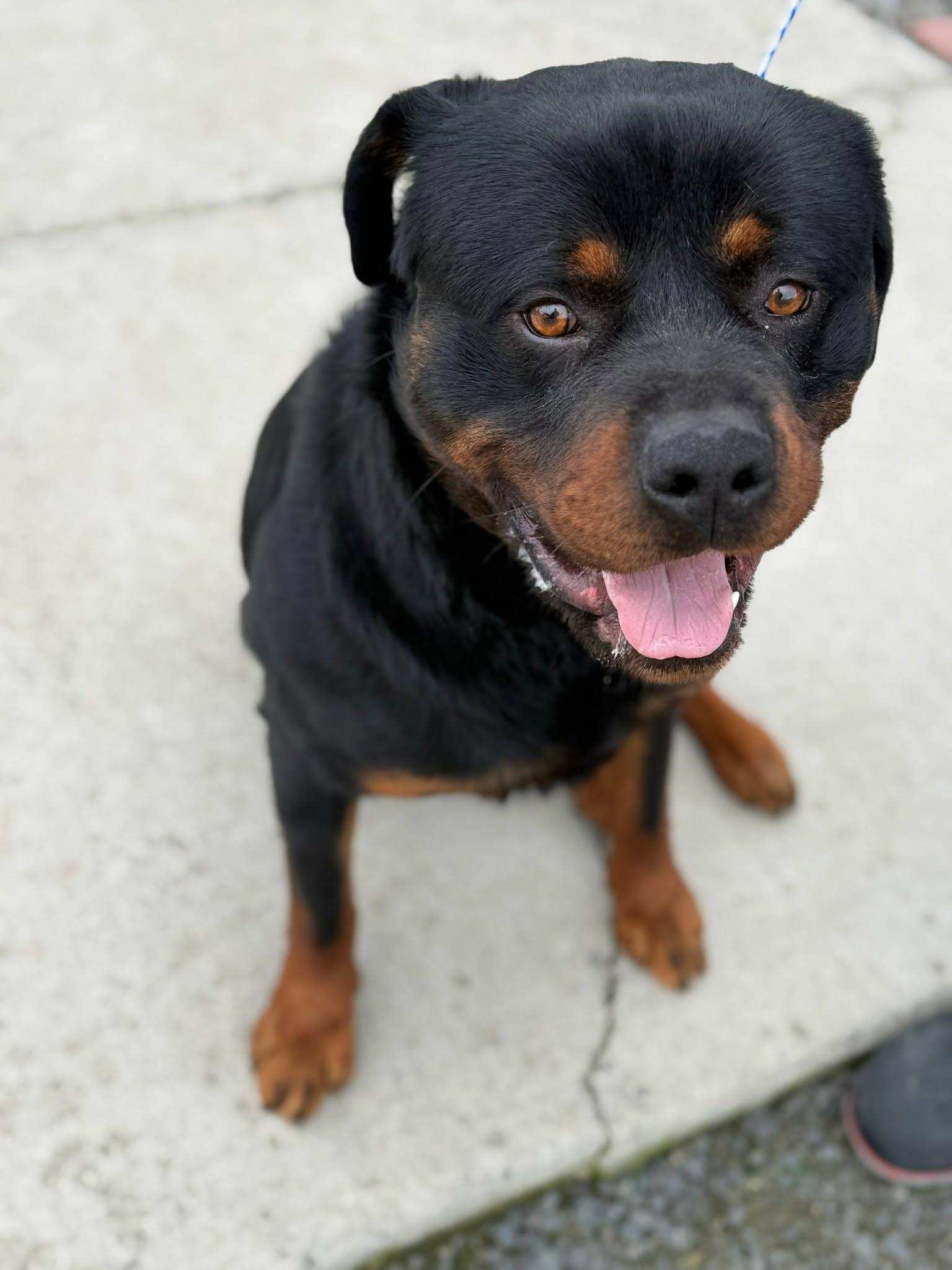 Enlarge Samsonite, an adopted Rottweiler in Othello, WA image 3/6