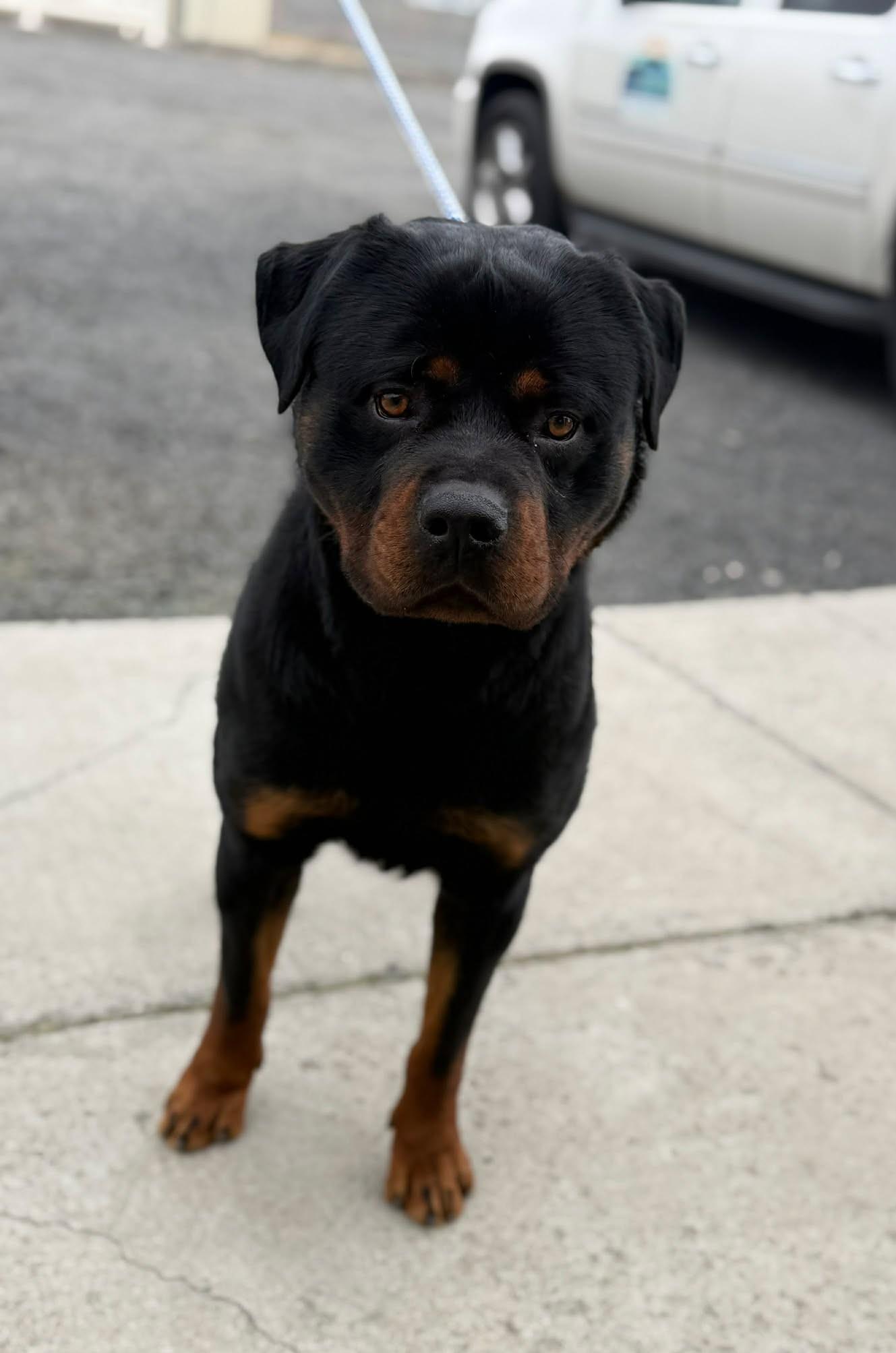 Enlarge Samsonite, an adopted Rottweiler in Othello, WA image 6/6