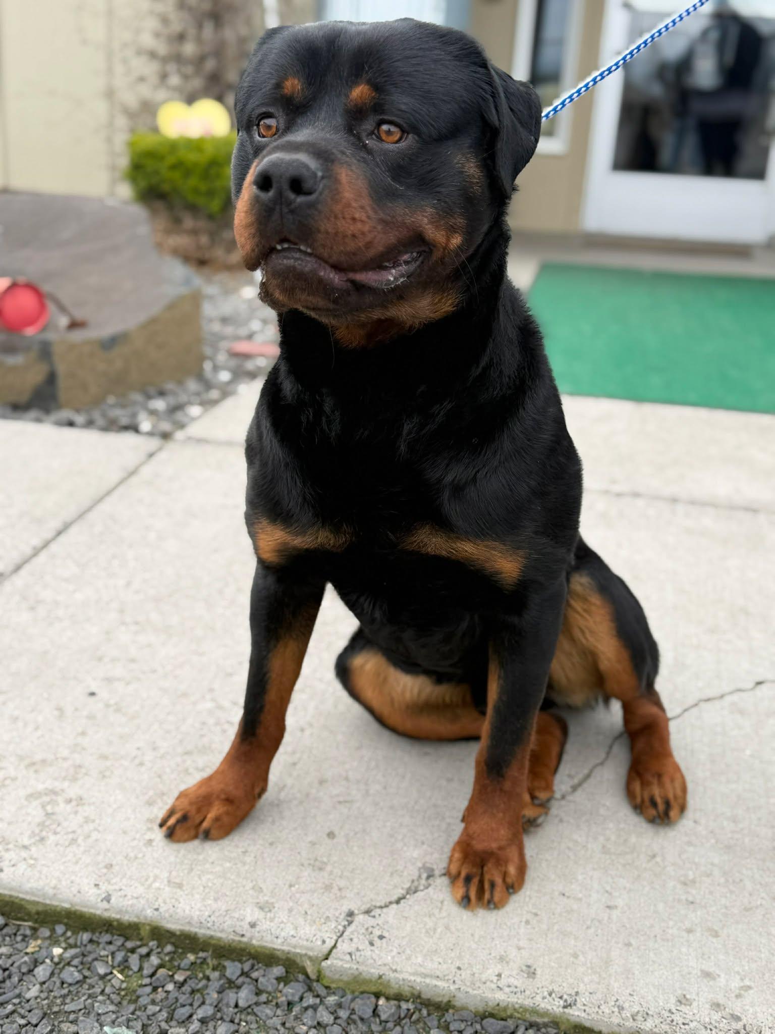 Enlarge Samsonite, an adopted Rottweiler in Othello, WA image 2/6