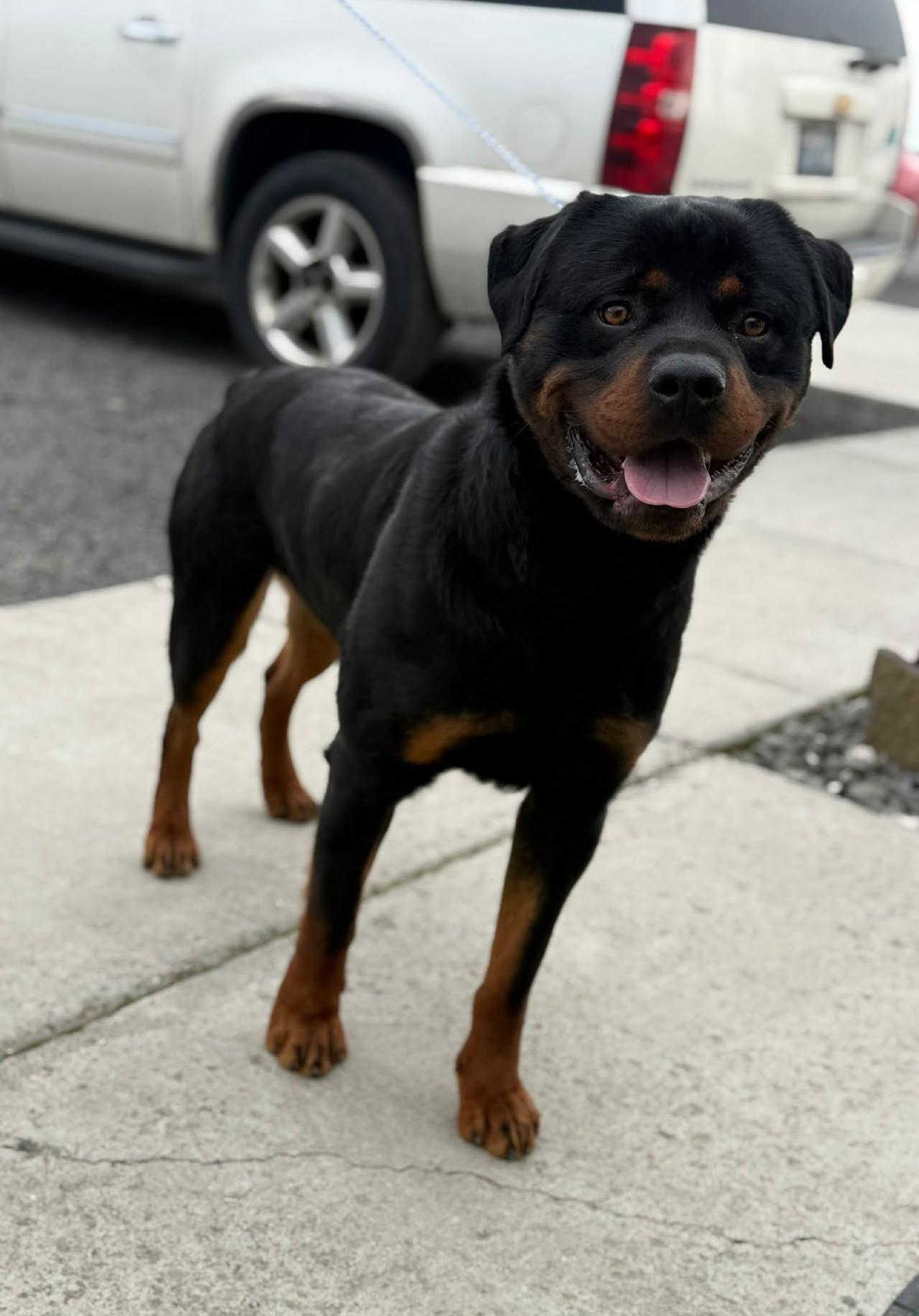 Enlarge Samsonite, an adopted Rottweiler in Othello, WA image 4/6