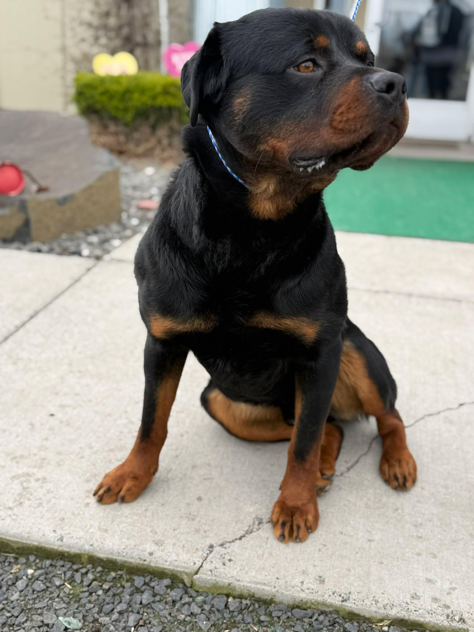 Enlarge Samsonite, an adopted Rottweiler in Othello, WA image 5/6