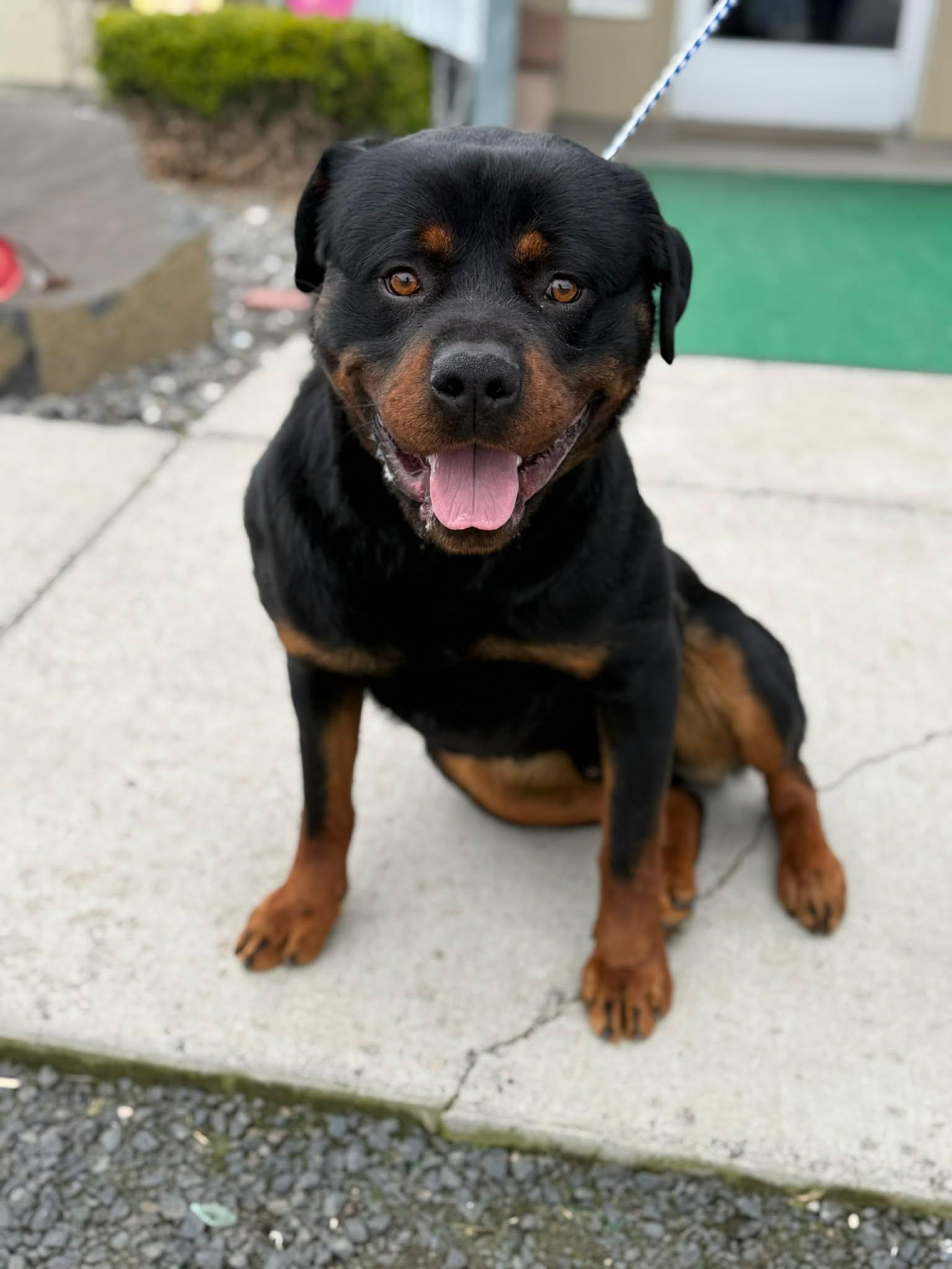 Enlarge Samsonite, an adopted Rottweiler in Othello, WA image 1/6
