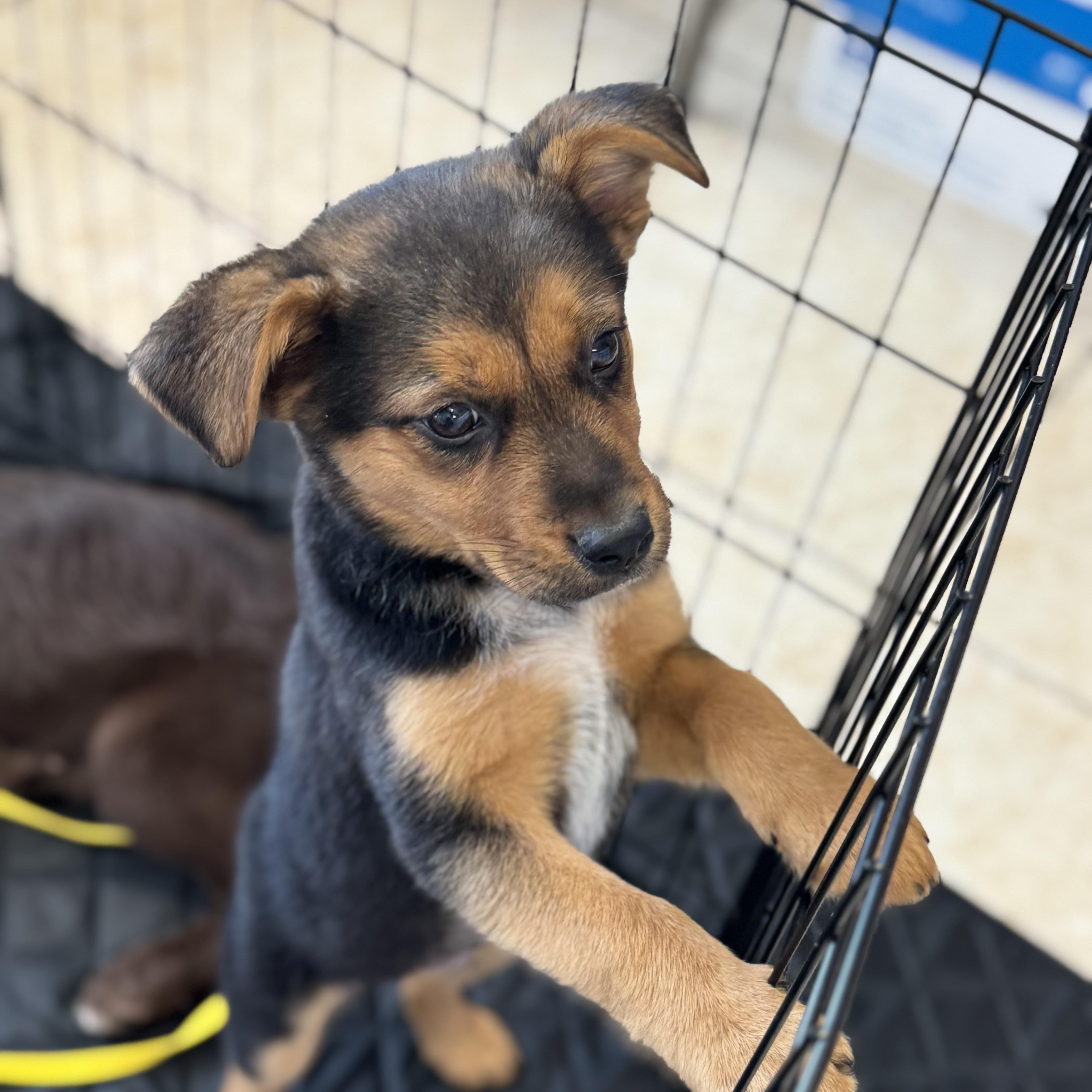 Enlarge Wren , a ADOPTABLE mixed breed in Lexington, KY image 3/4
